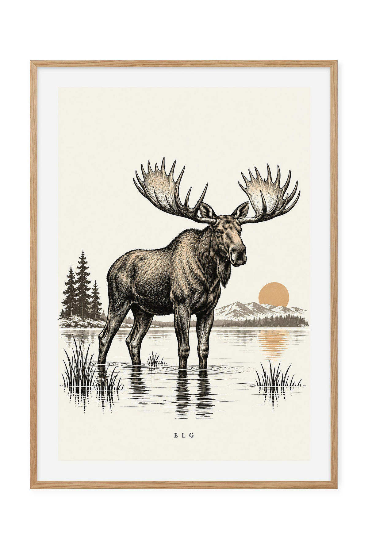 Elg – Ved stille vann